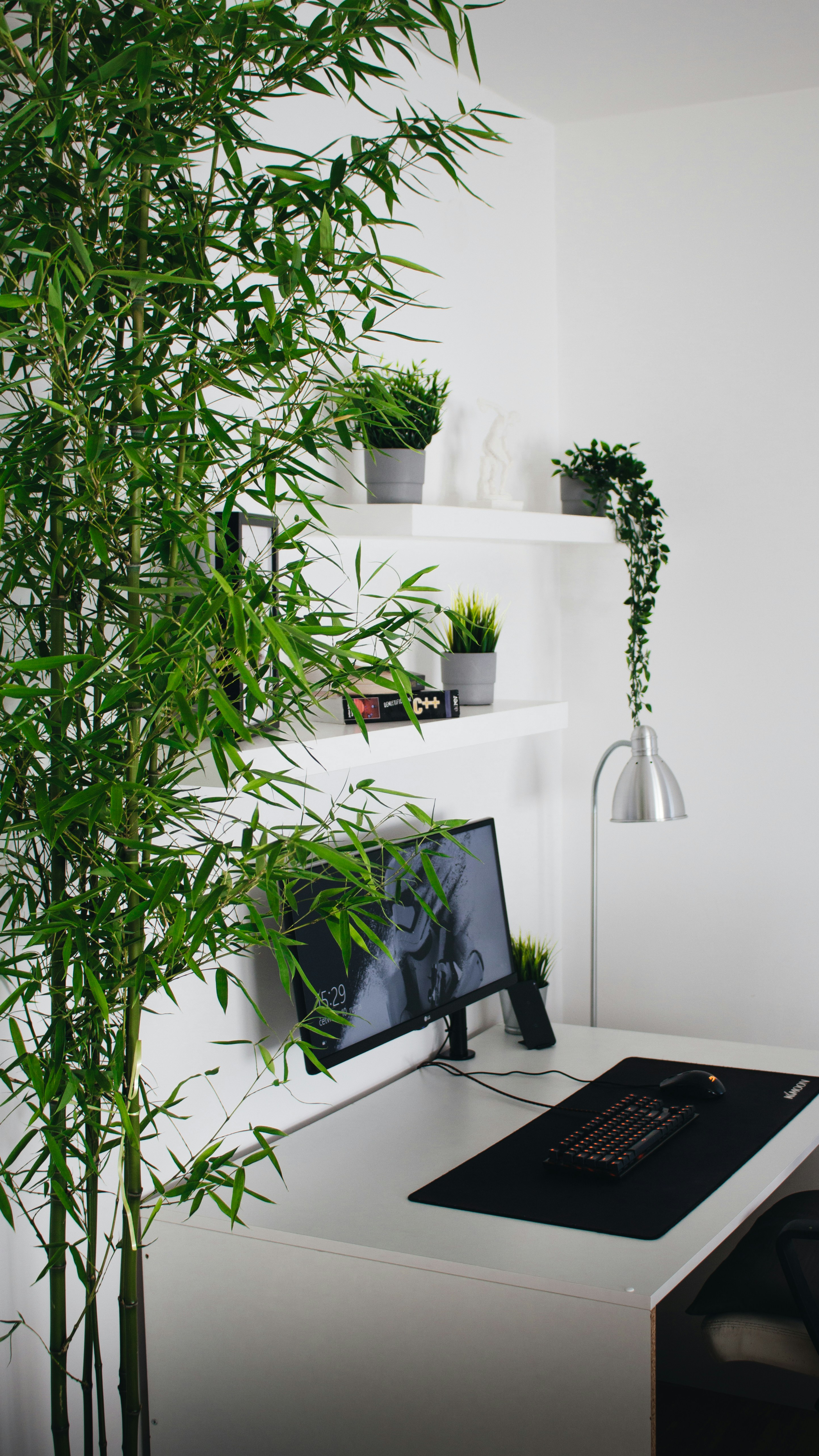 Minimalist home desk with bamboo plant and monitor